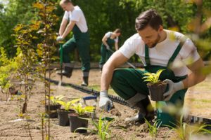 landscaping